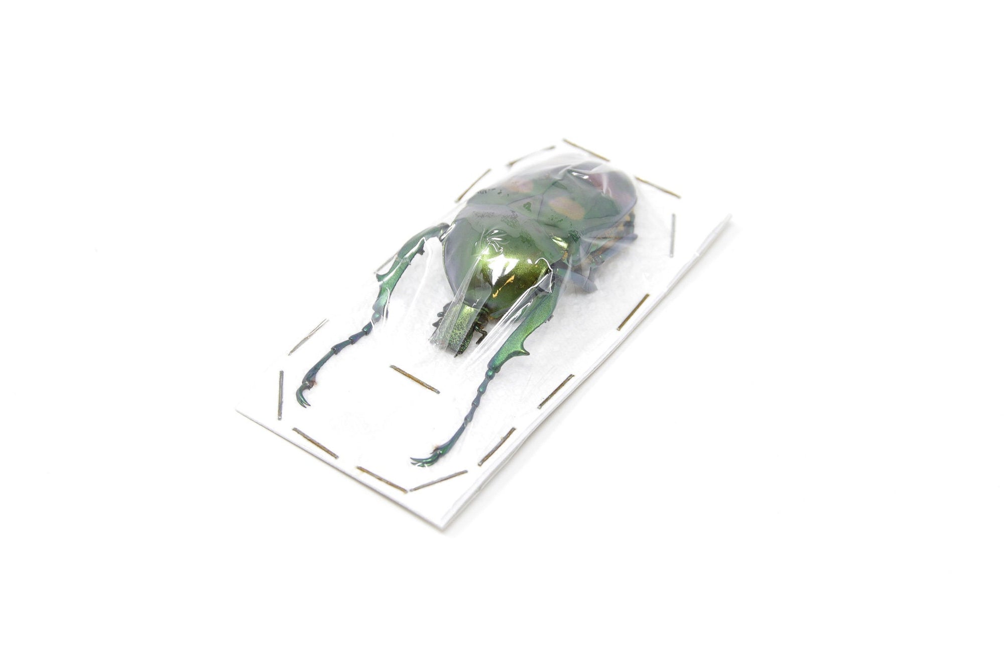Jumnos ruckeri ruckeri 46.5mm A1 | Thailand Flower Beetle, Entomology Specimen