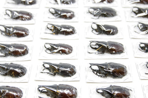 WHOLESALE 20 x Xylotrupes gideon | Thai Rhino Beetles | A1 Unmounted Specimens