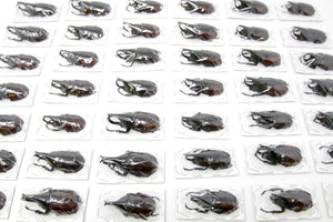2 x Xylotrupes gideon | Thailand Rhino Beetles | A1 Unmounted Specimens