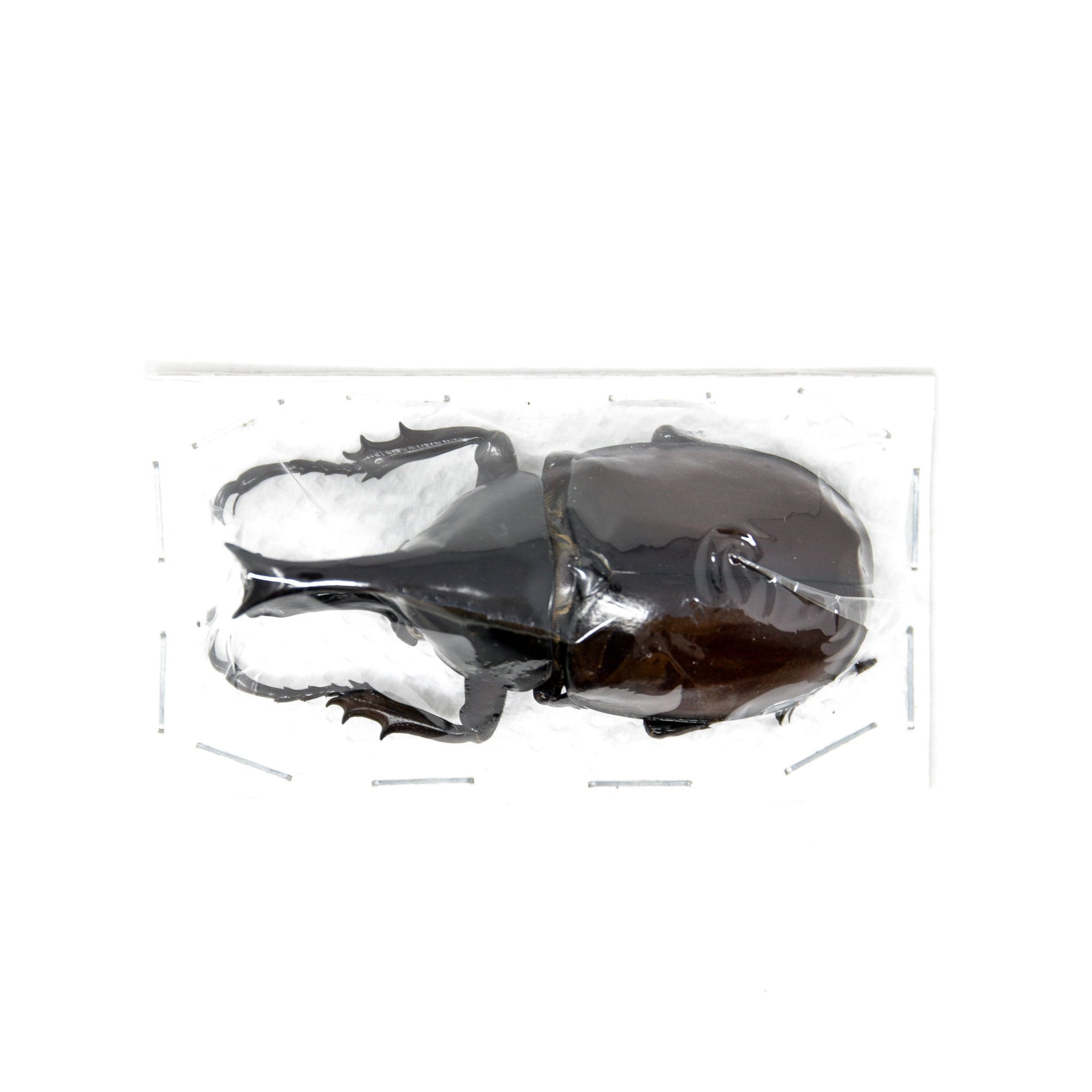 10 x Rhino Beetles, Xylotrupes gideon, Dry Taxidermy Insect Specimens for Entomology and Art