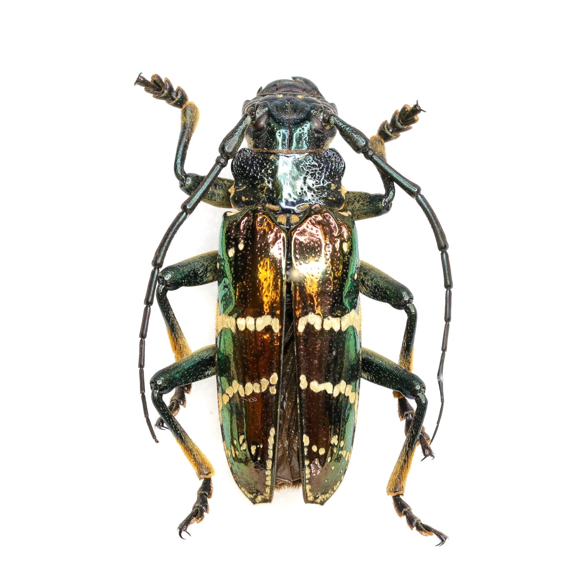 Insect Collection Real Beetles | Pinned Entomology Specimens and Data | Presented in a Gift Box