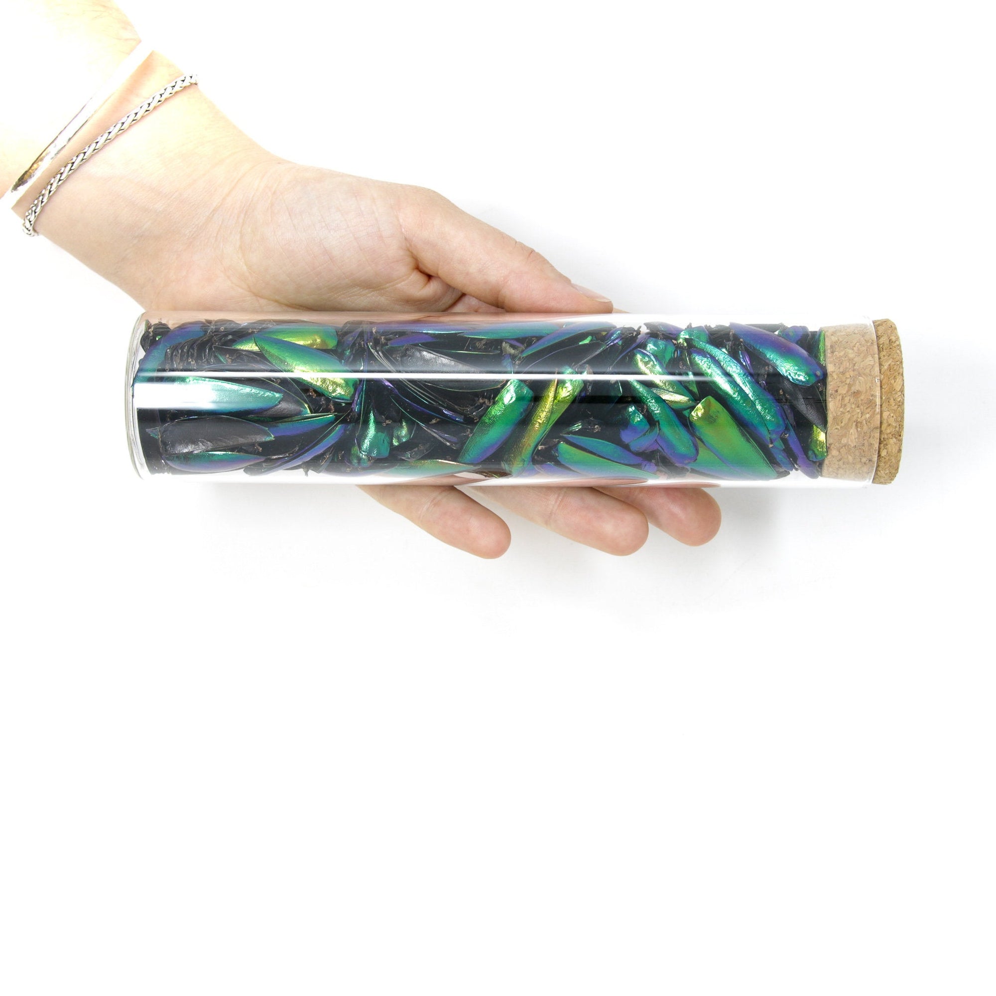 Jewel Beetle Elytra in Extra Large Glass Tube 150mm with Cork Stopper | Ethically sourced Metallic Green Jewel Beetle Wings