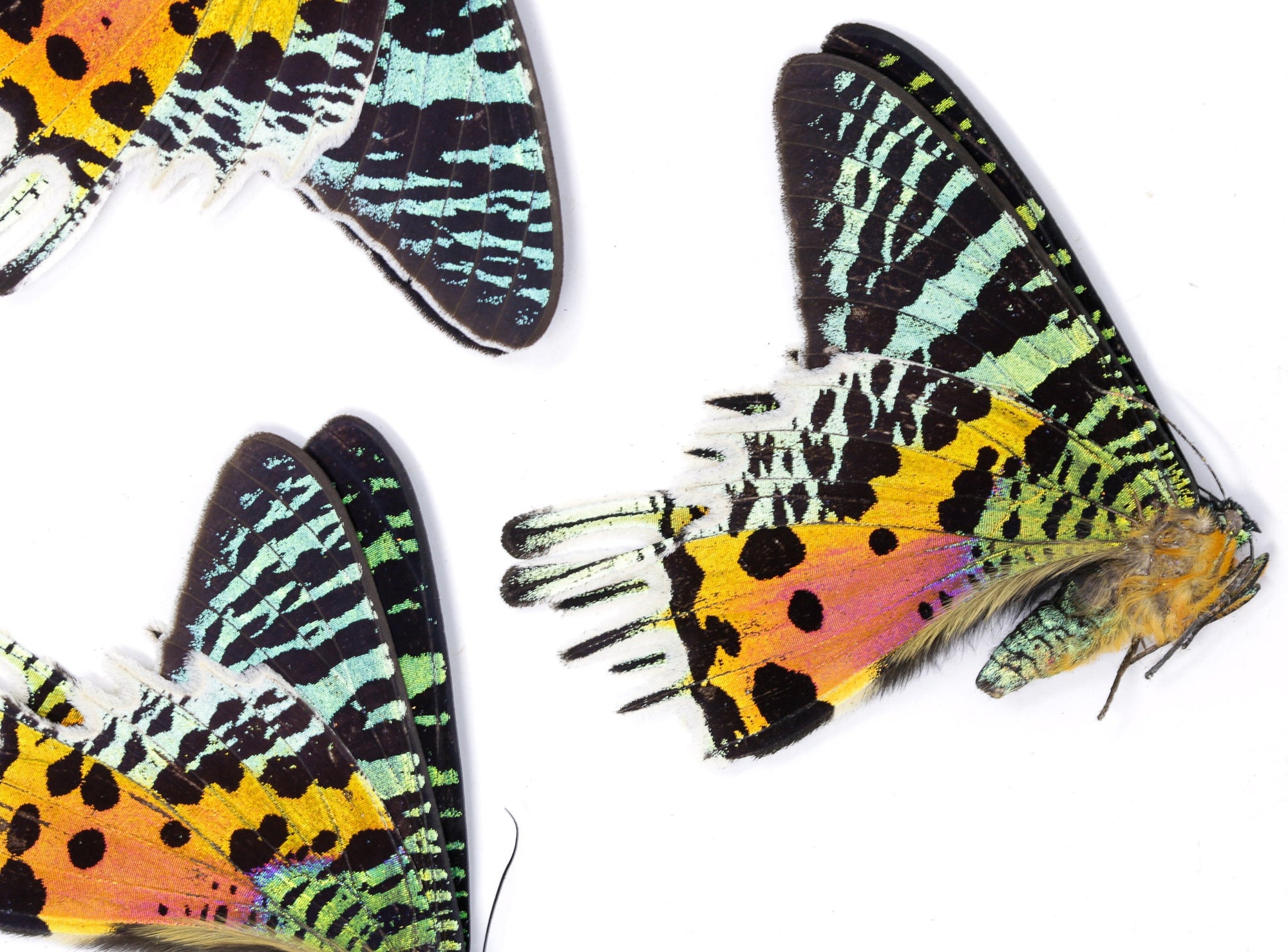 WHOLESALE 20 Madagascan Sunset Moths A2 Damaged specimens | Chrysiridia rhipheus | Unmounted Specimens