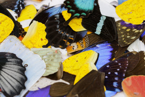100 Loose Butterfly Wings - Assorted, Ethical Butterflies for Artistic Creation