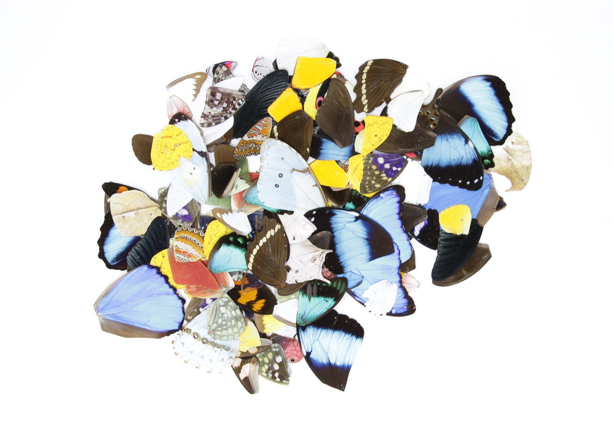 50 Loose Butterfly Wings - Assorted, Ethical Butterflies for Artistic Creation