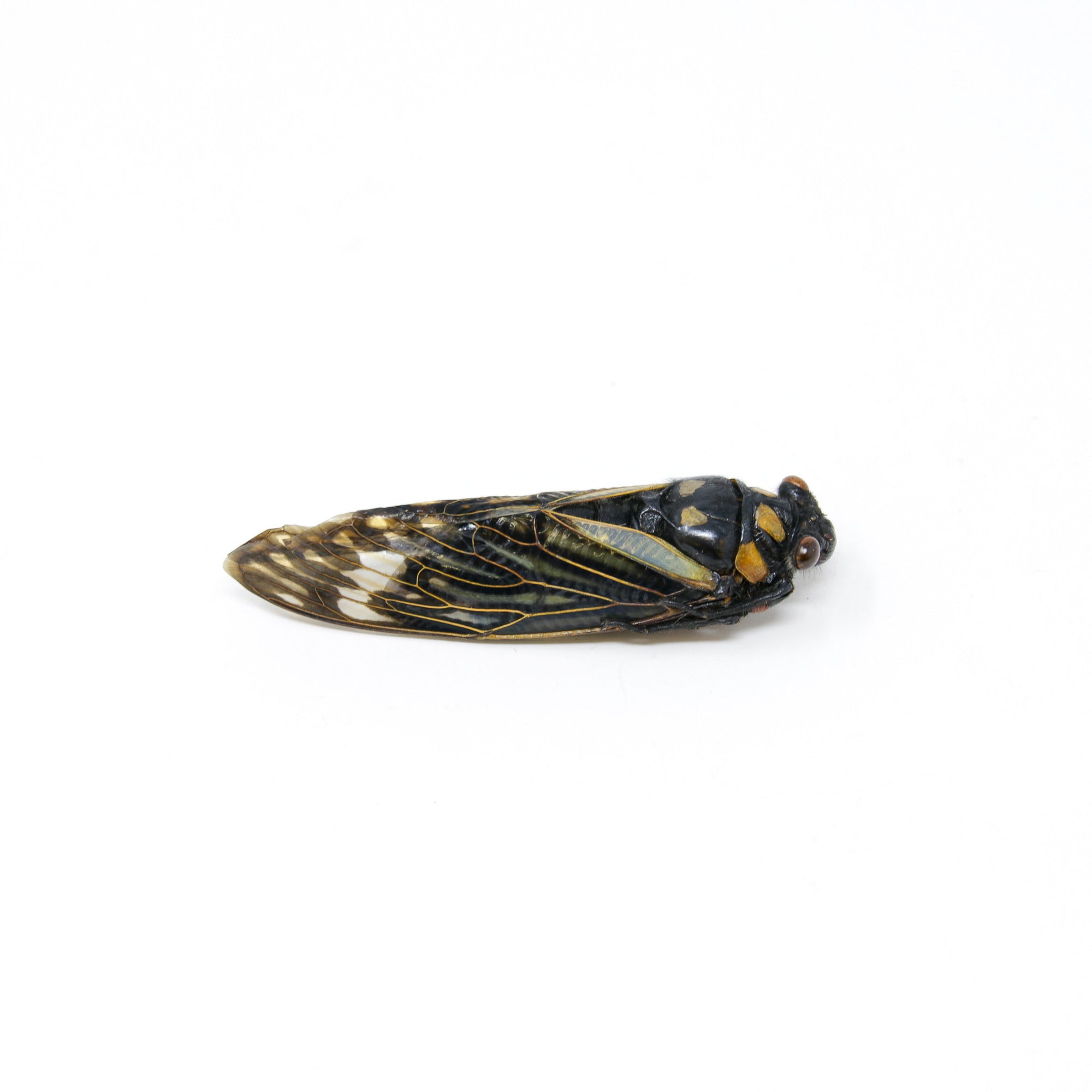 10 x Tosena splendida | Blue Cicada | Unmounted Specimen WINGS CLOSED A2 QUALITY