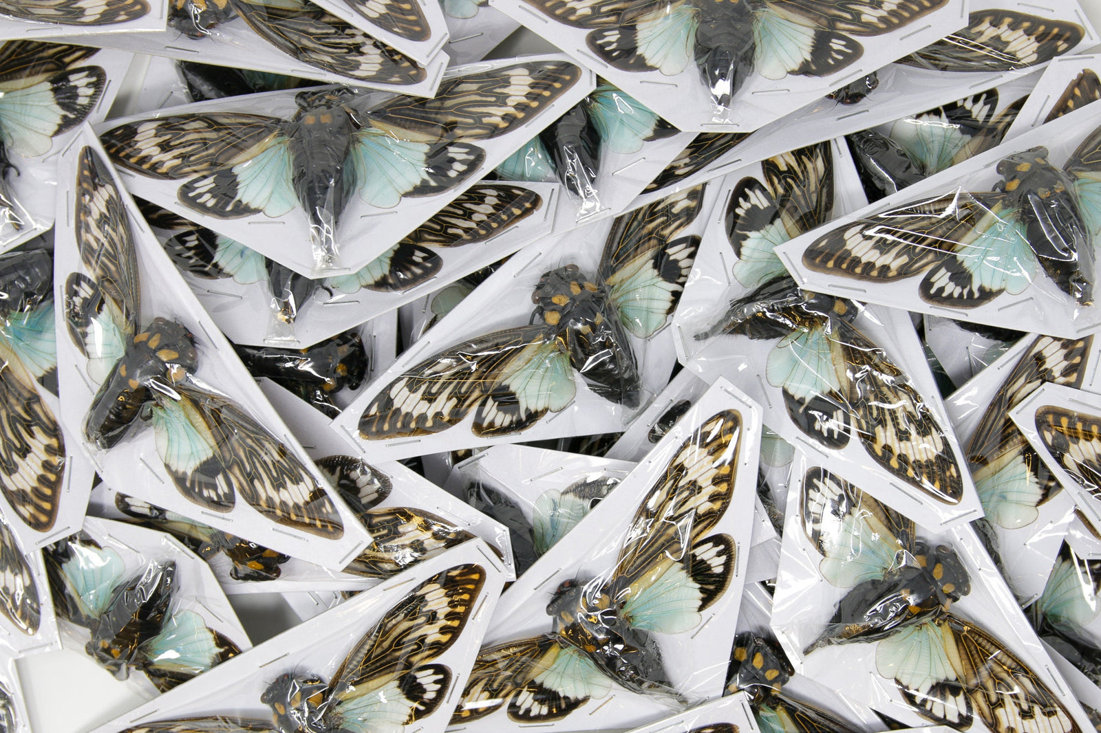 Blue Cicadas (Tosena splendida) A1 WINGS SPREAD 100mm