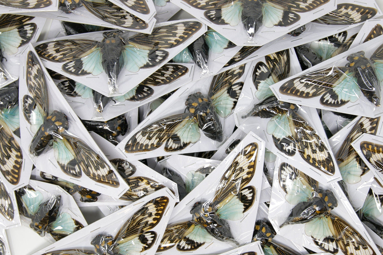 Lot of 25 Blue Cicada Specimens | Tosena splendida 100mm | A1 Wings Spread (Wholesale)