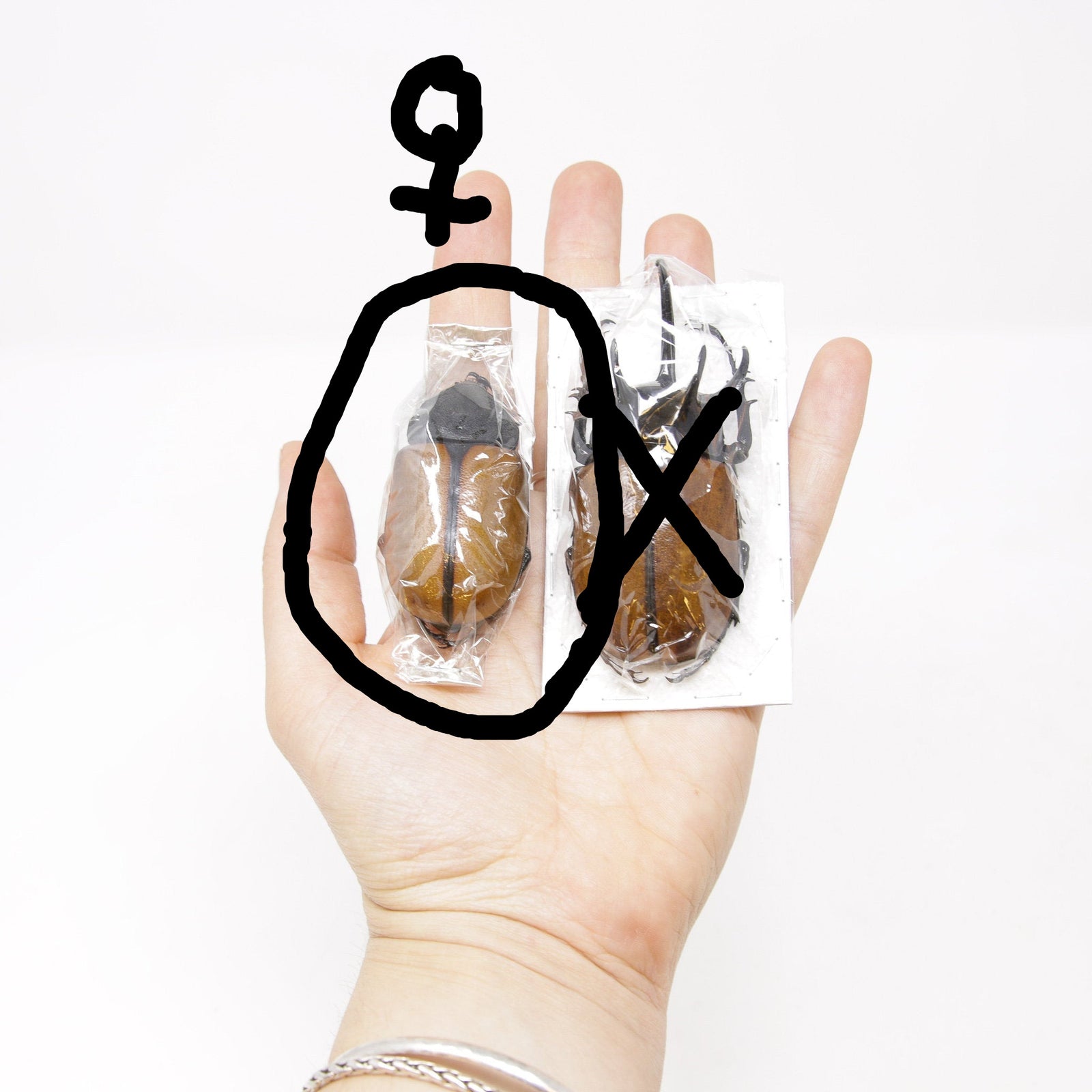 WHOLESALE 20 FEMALE SPECIMENS Eupatorus gracilicornis | Five-horned Rhinoceros Beetles | A1 Unmounted Specimens (WHOLESALE)