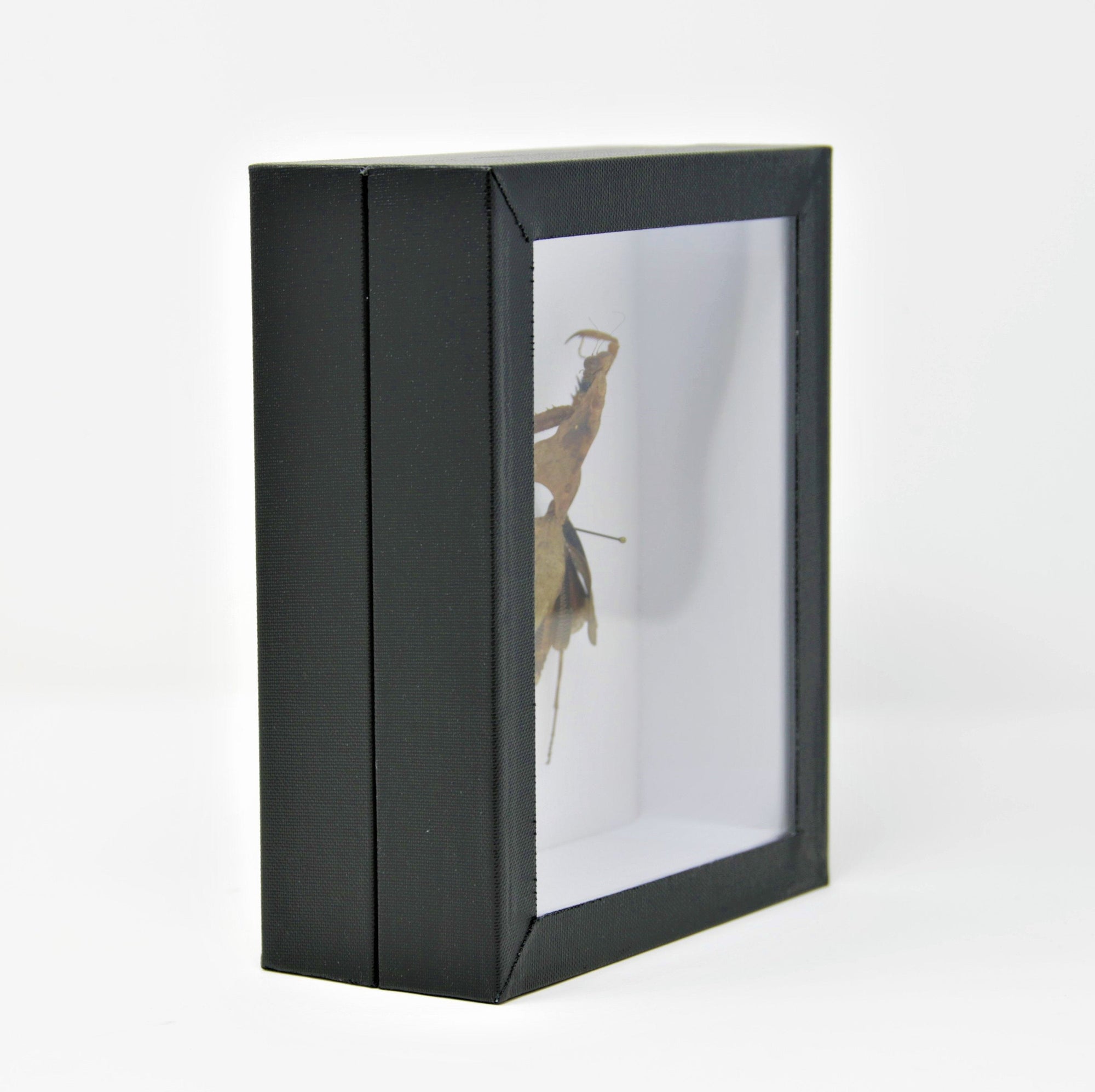 Dead-Leaf Praying Mantis Taxidermy Specimen | Pinned in Entomology Box | 120x150x55mm