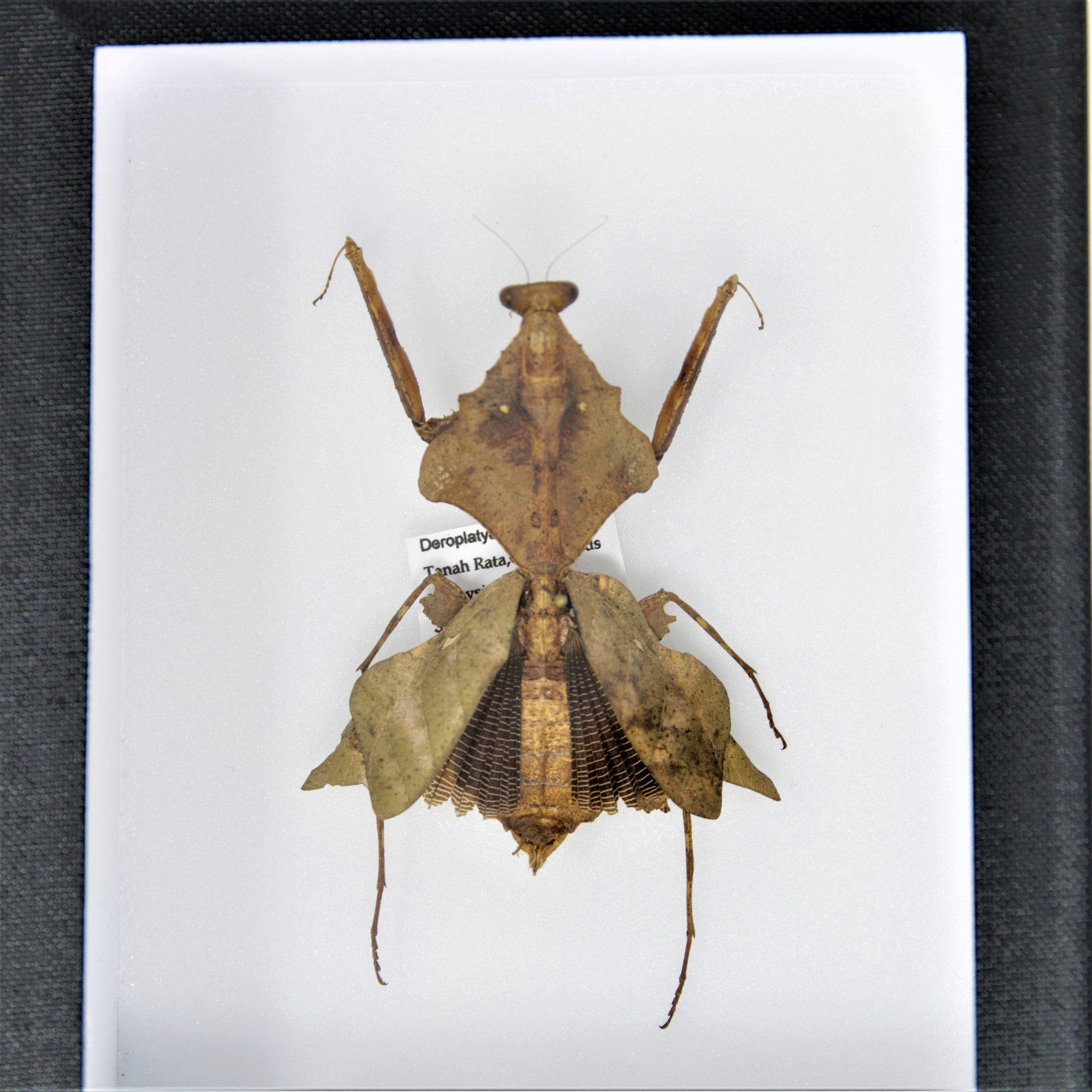 Dead-Leaf Praying Mantis Taxidermy Specimen | Pinned in Entomology Box | 120x150x55mm