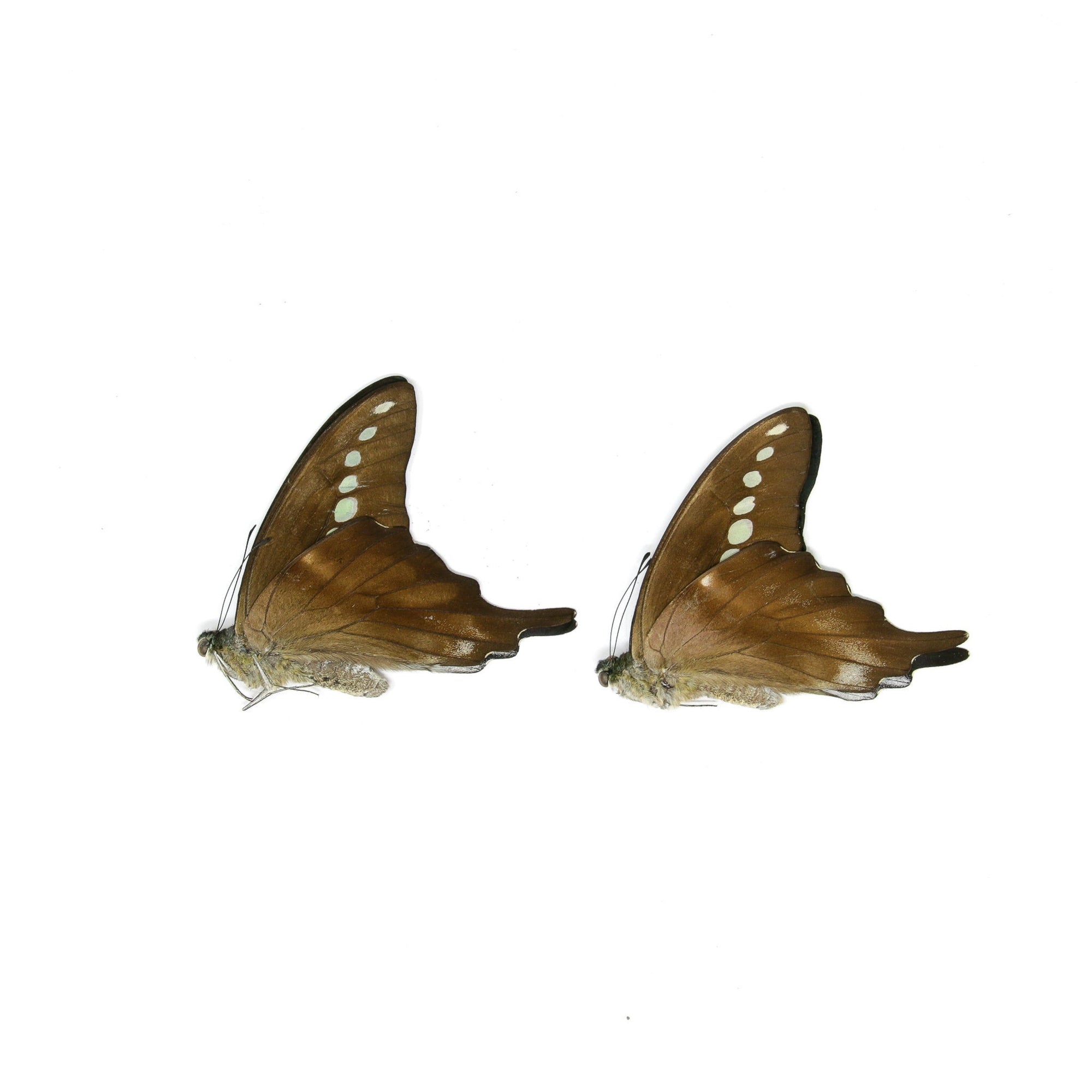 2 x Green Banded Swallowtail | Graphium codrus | Dry-Preserved Unmounted Butterfly Specimens A1