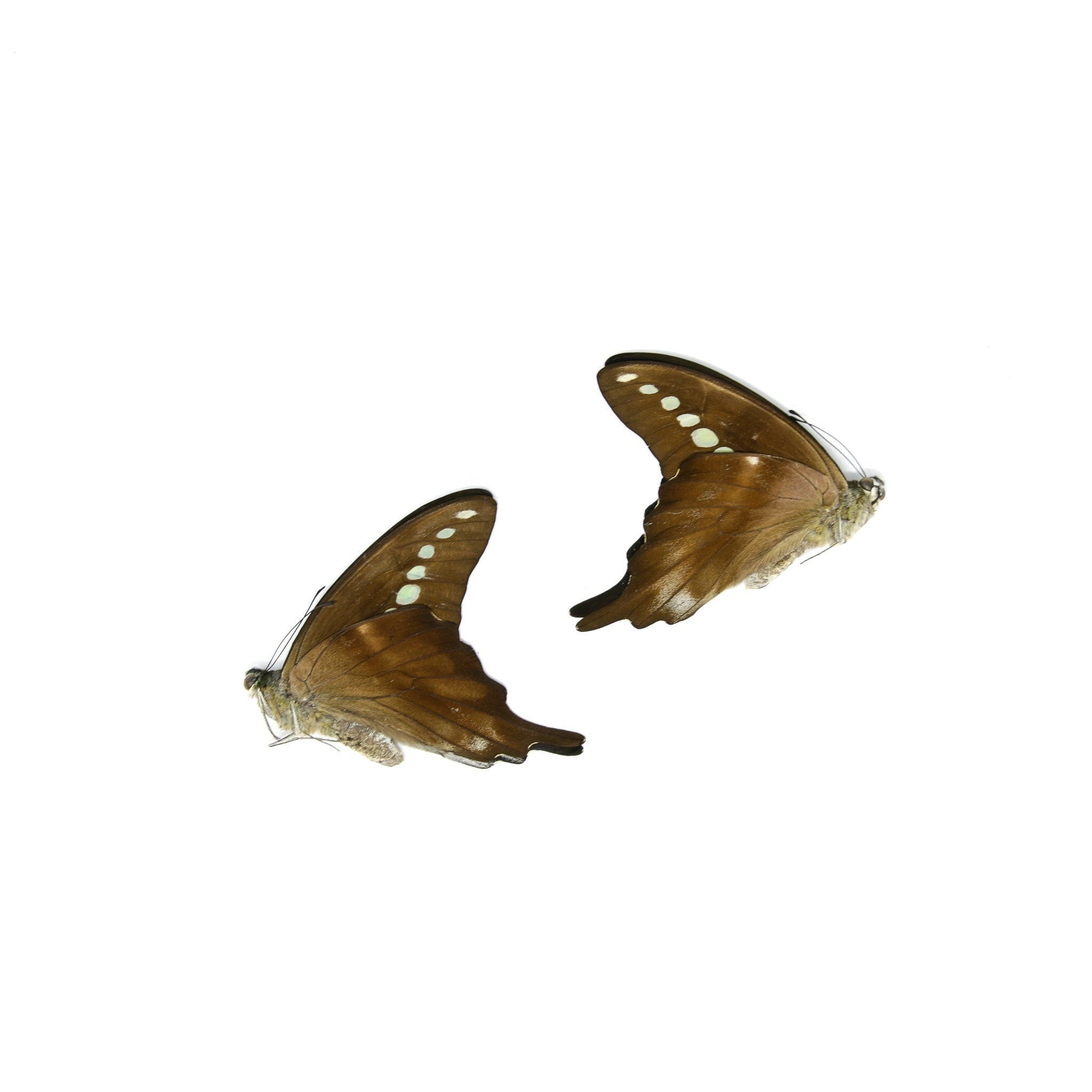 2 x Green Banded Swallowtail | Graphium codrus | Dry-Preserved Unmounted Butterfly Specimens A1