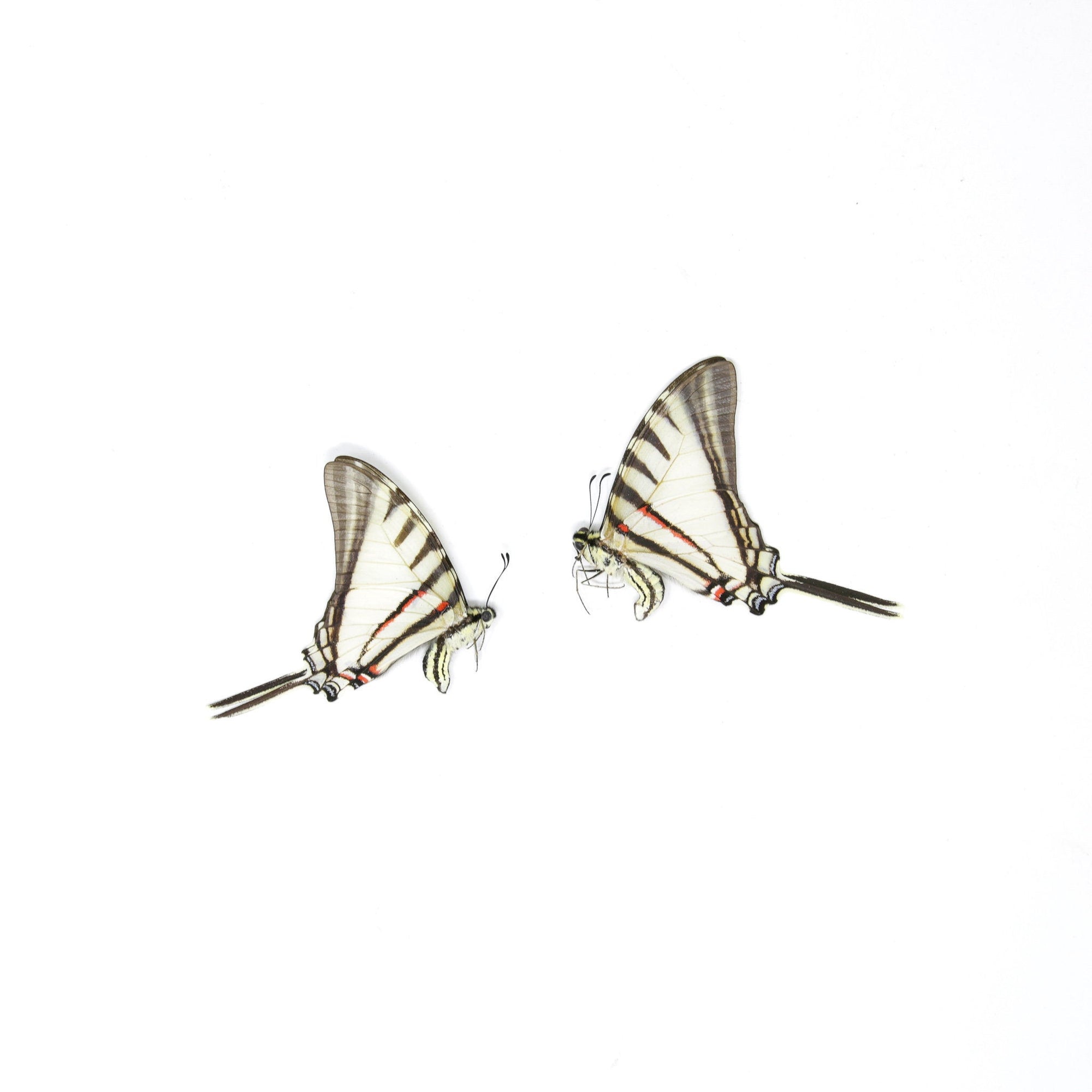 10 x Short-lined Kite Swallowtail (Eurytides agesilaus autosilaus) Unmounted Butterfly Specimens A1 (Wholesale)