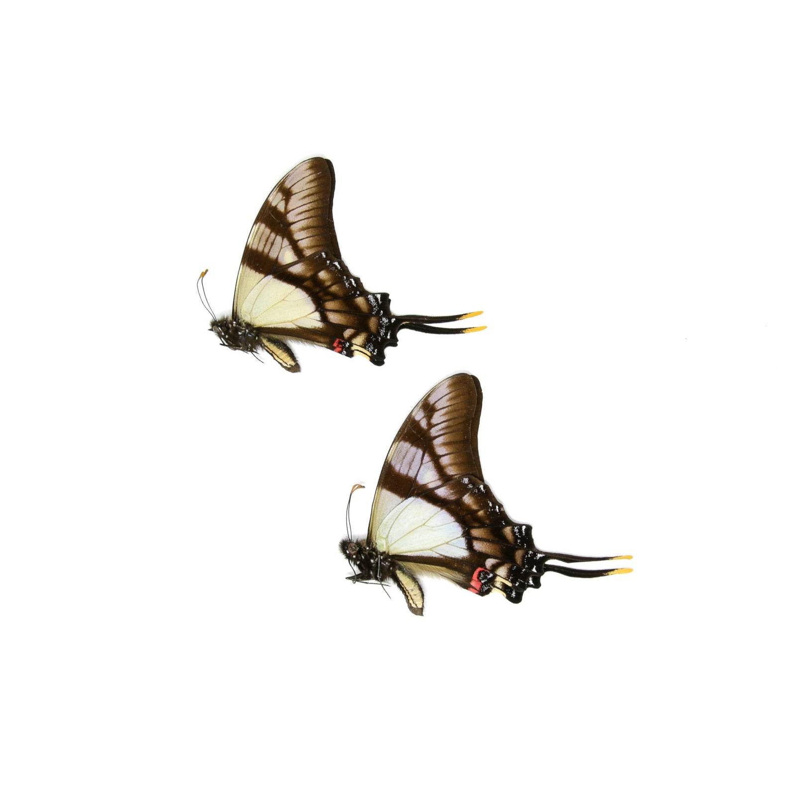 2 x Serville Kite Swallowatil | Eurytides serville | Dry-Preserved Unmounted Butterfly Specimens A1