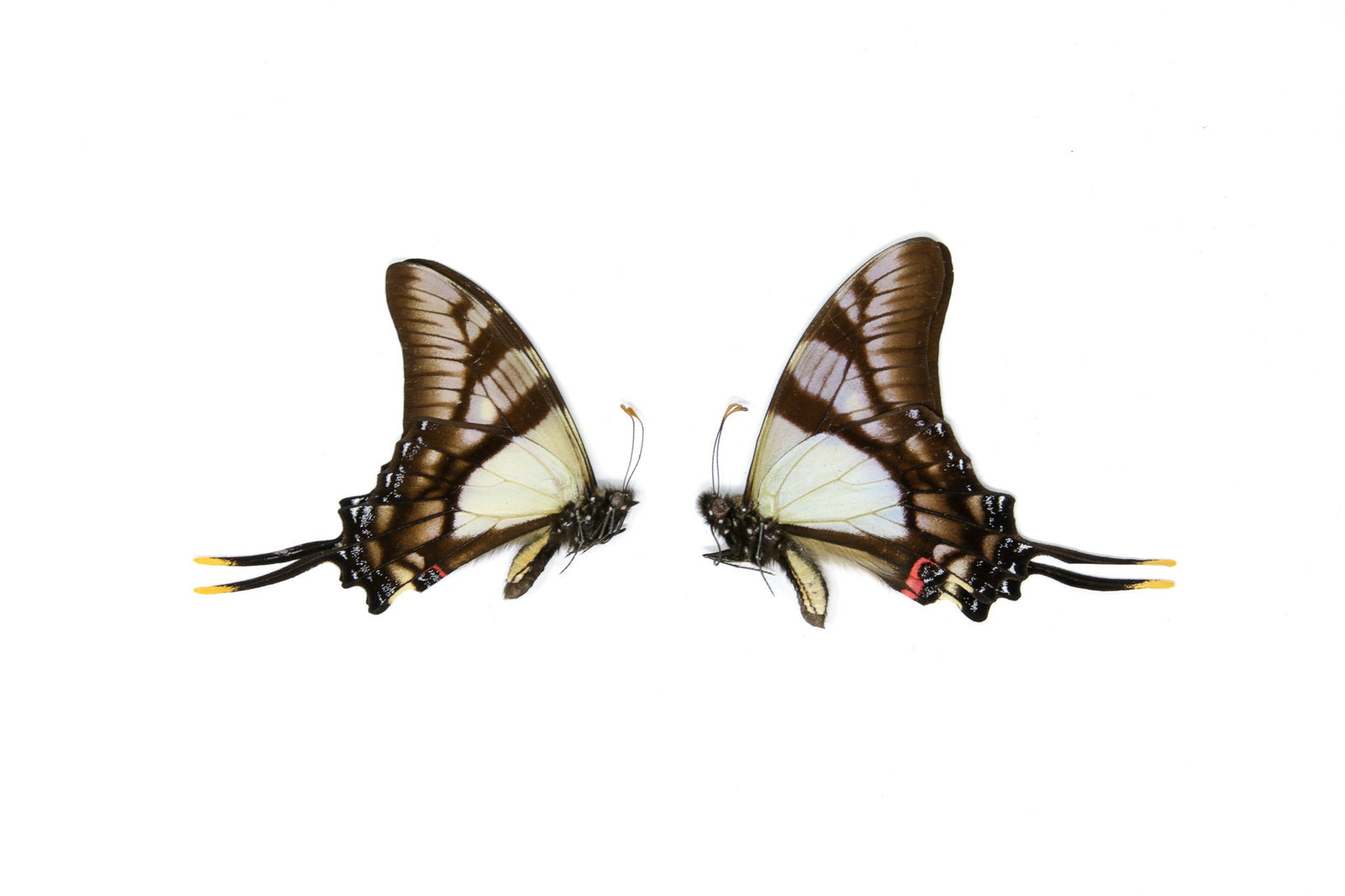 10 x Serville Kite Swallowatil | Eurytides serville | Dry-Preserved Unmounted Butterfly Specimens A1 (Wholesale)