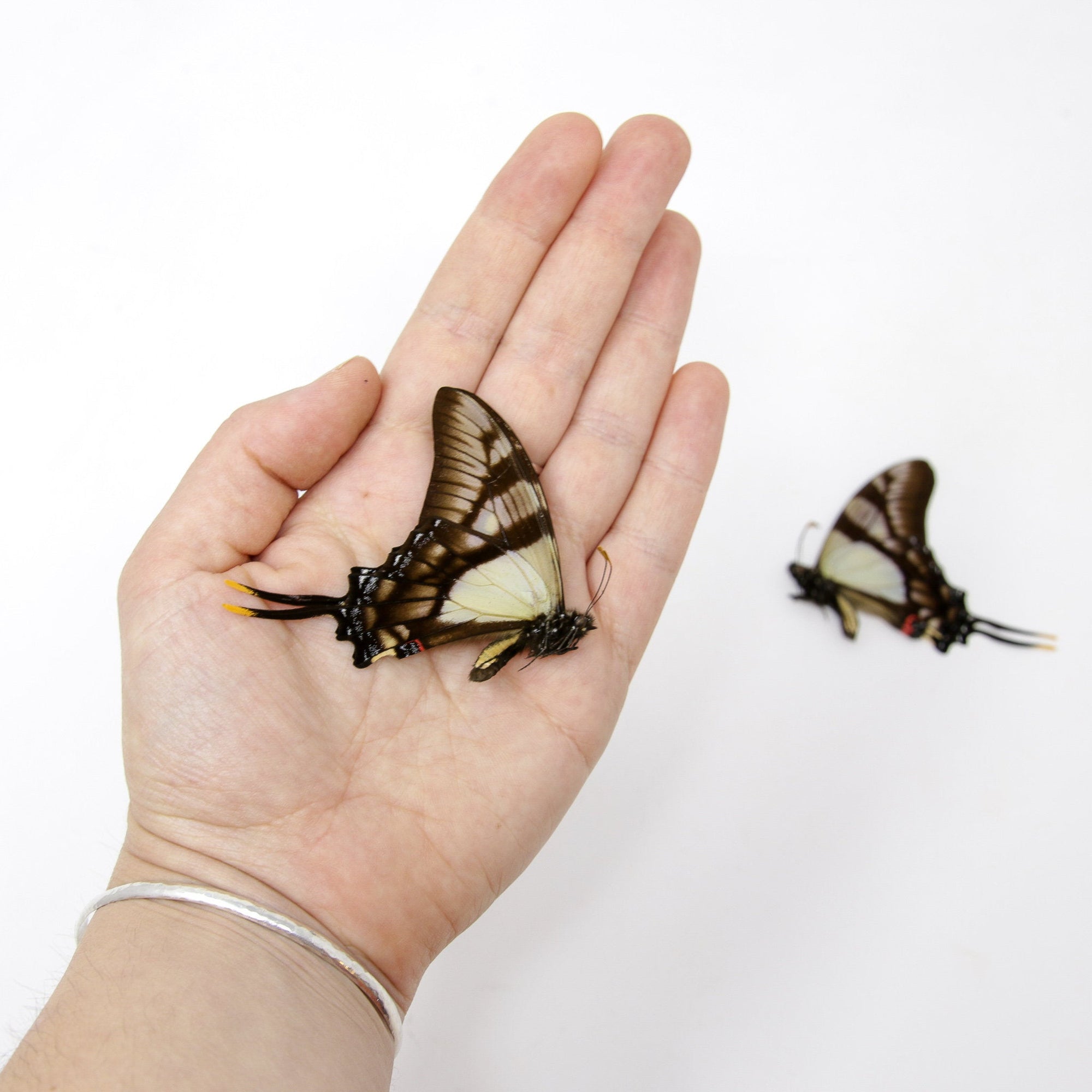 2 x Serville Kite Swallowatil | Eurytides serville | Dry-Preserved Unmounted Butterfly Specimens A1