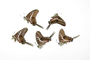 5 x Dark Zebra Swallowtail | Protographium philolaus | Dry-Preserved Unmounted Butterfly Specimens A1