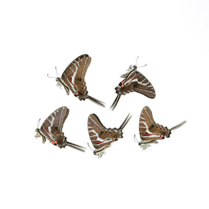 5 x Dark Zebra Swallowtail | Protographium philolaus | Dry-Preserved Unmounted Butterfly Specimens A1