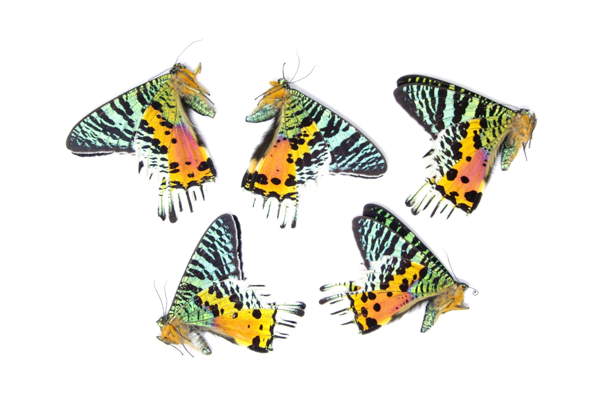 WHOLESALE 20 Madagascan Sunset Moths A2 Damaged specimens | Chrysiridia rhipheus | Unmounted Specimens
