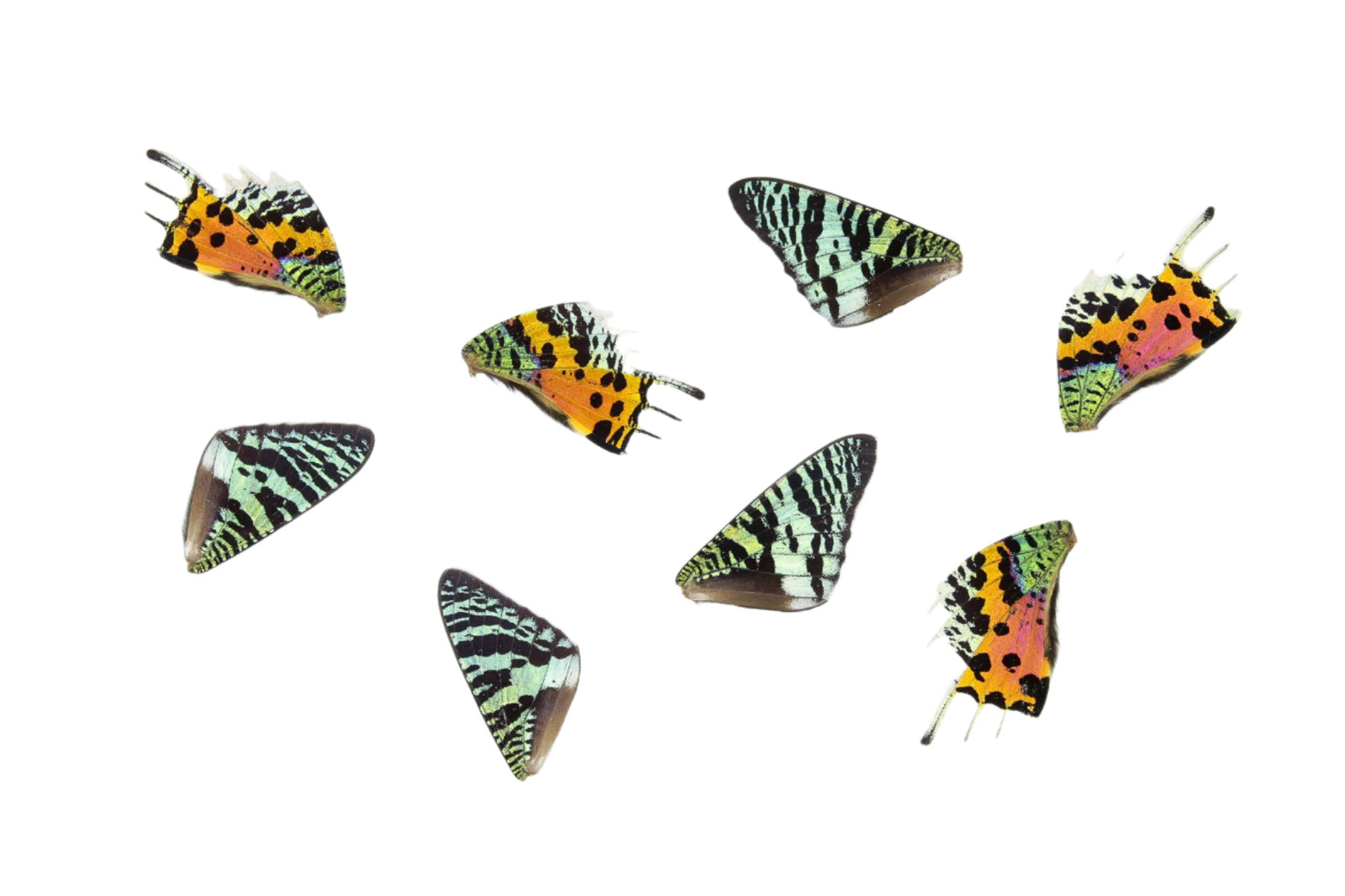 10 Madagascan Sunset Moth WINGS (Chrysiridia rhipheus) Loose Butterfly Wings for Art