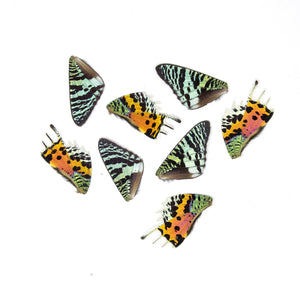 16 Madagascan Sunset Moth Wings | Chrysiridia rhipheus | Loose Butterfly Wings for Art