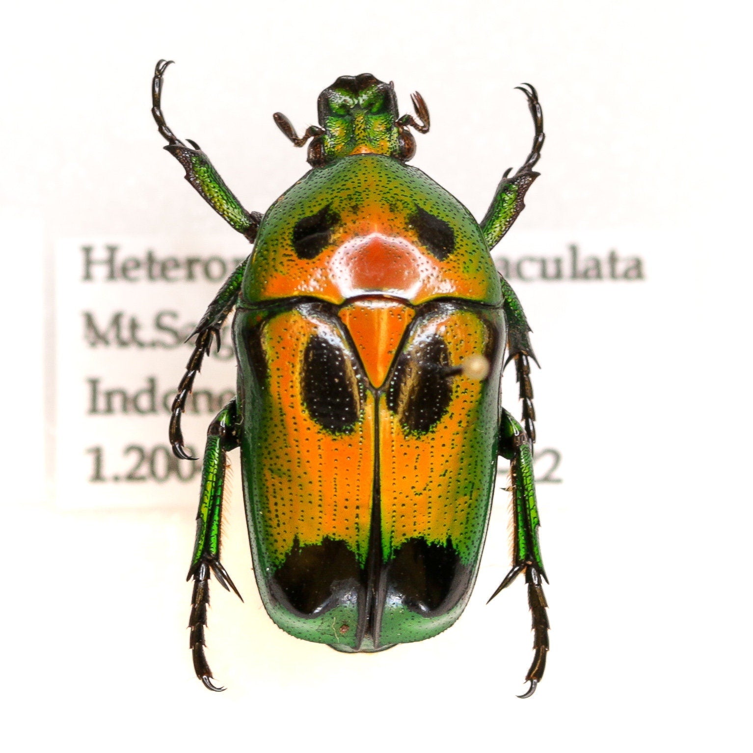 Real Beetle Collection | Pinned Entomology Insect Specimens and Data | Presented in a Gift Box