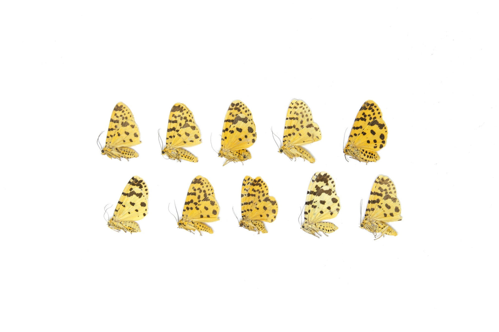 10 x The Crotalaria Podborer Moth | Argina astrea | Dry-Preserved Unmounted Butterfly Specimens A1