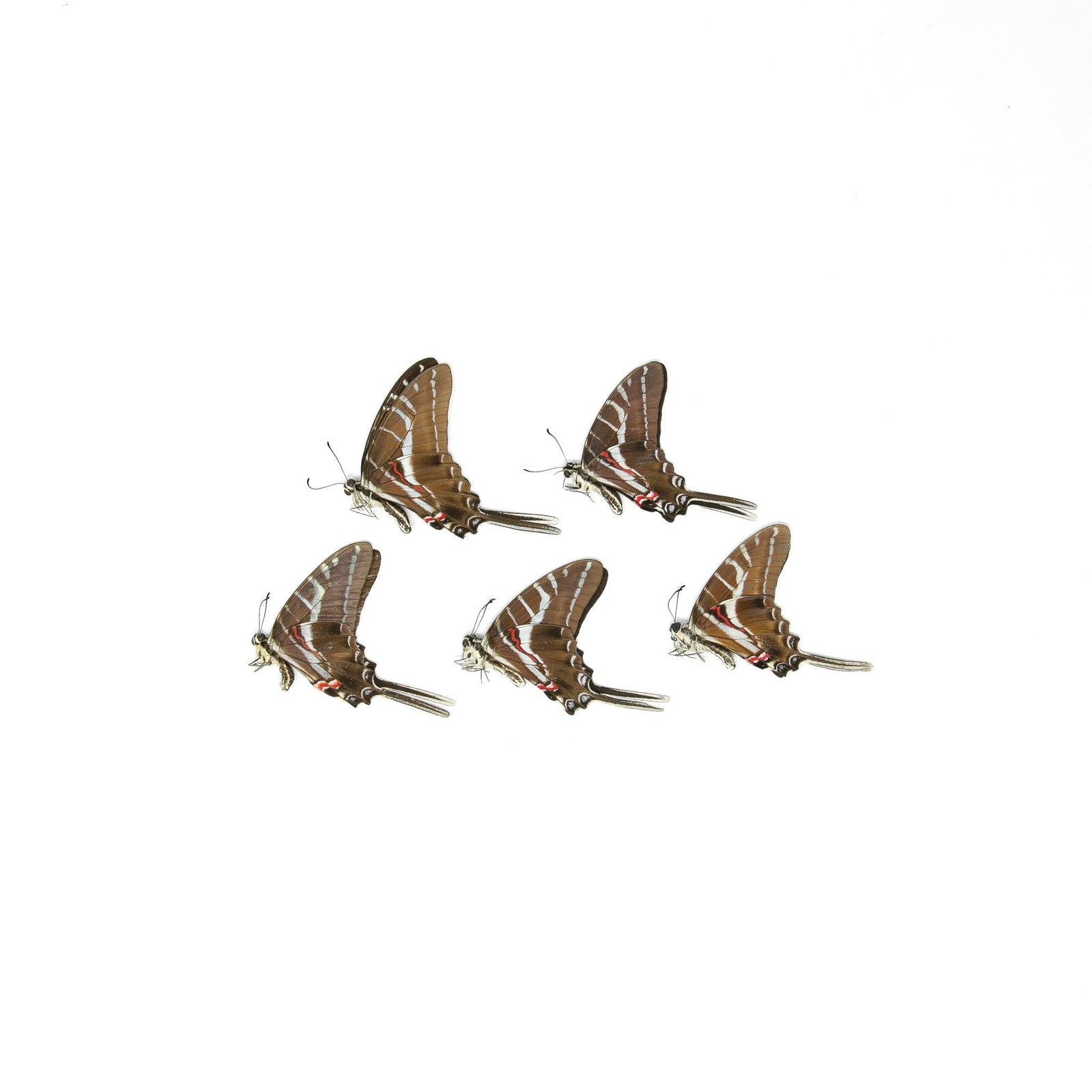 5 x Dark Zebra Swallowtail | Protographium philolaus | Dry-Preserved Unmounted Butterfly Specimens A1
