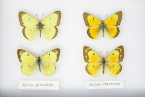 A Boxed Collection of Pretty Vintage Butterflies | Dry-Preserved Pinned Specimens with Scientific Collection Data