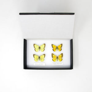 A Boxed Collection of Pretty Vintage Butterflies | Dry-Preserved Pinned Specimens with Scientific Collection Data