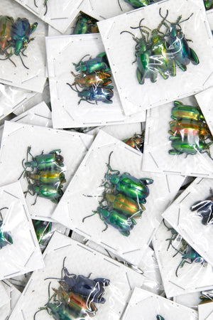 6 x Metallic Frog-Leg Beetles | Sagra longicollis | Pretty Insect Specimens for Entomology Art