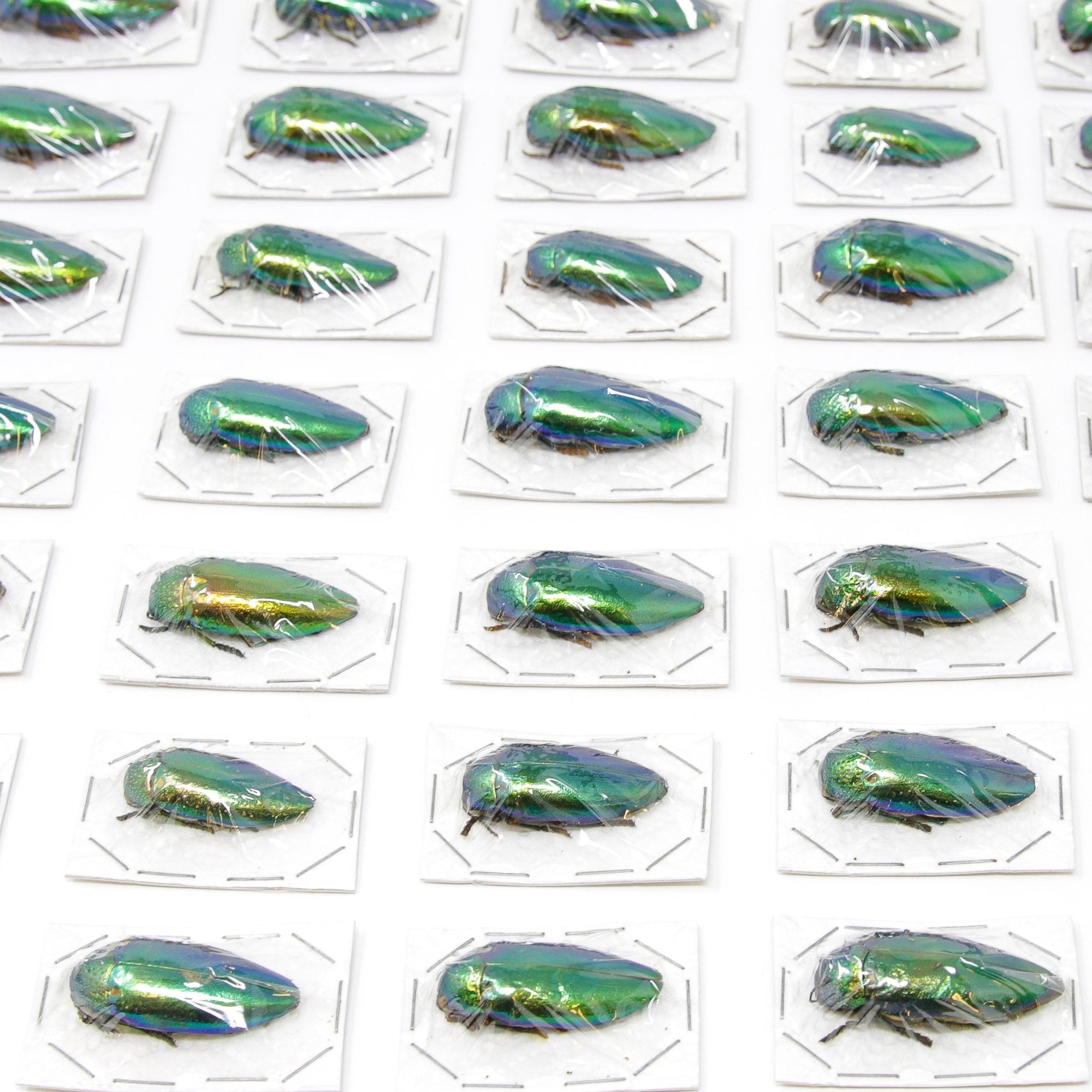 WHOLESALE 10 Metallic Green Jewel Beetles | Sternocera ruficornis | A1 Entomology Specimens