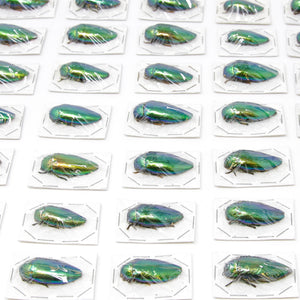 5 x Metallic Green Jewel Beetles | Sternocera ruficornis | A1 Entomology Specimens