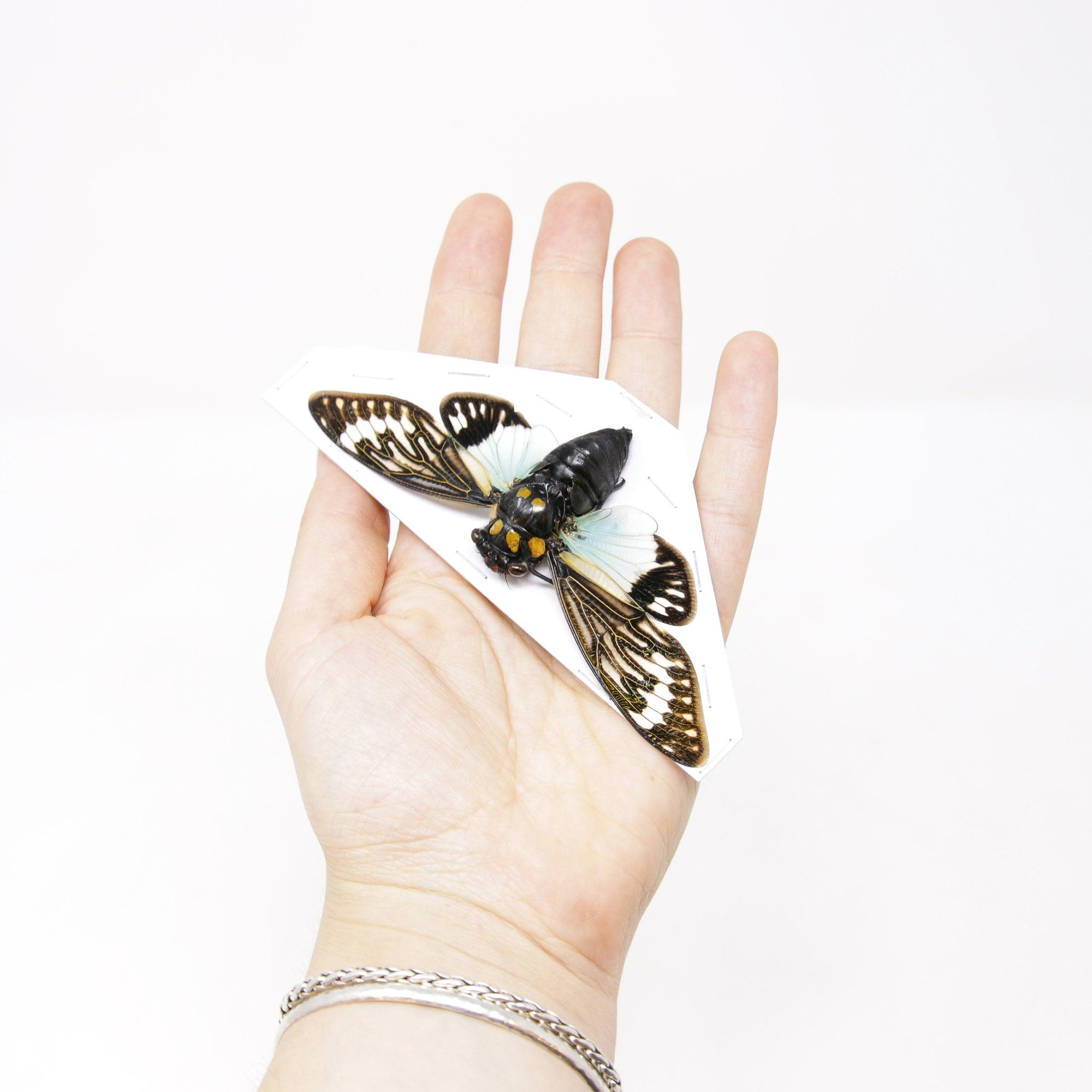 Collection of 5 Tropical Cicadas A1 Entomology Specimens