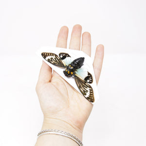 Collection of 5 Tropical Cicadas A1 Entomology Specimens