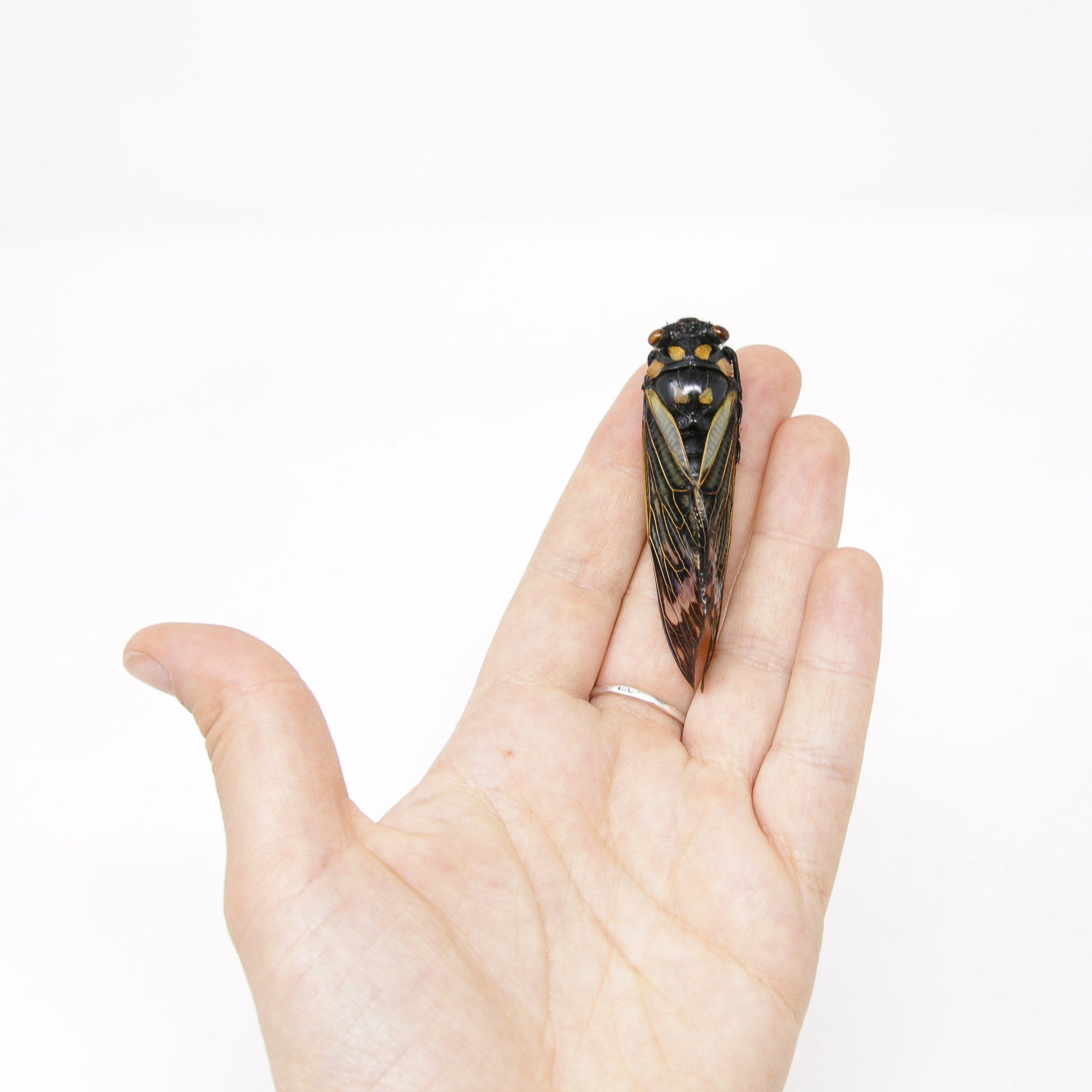 Collection of 5 Tropical Cicadas A1 Entomology Specimens