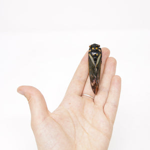 Collection of 5 Tropical Cicadas A1 Entomology Specimens