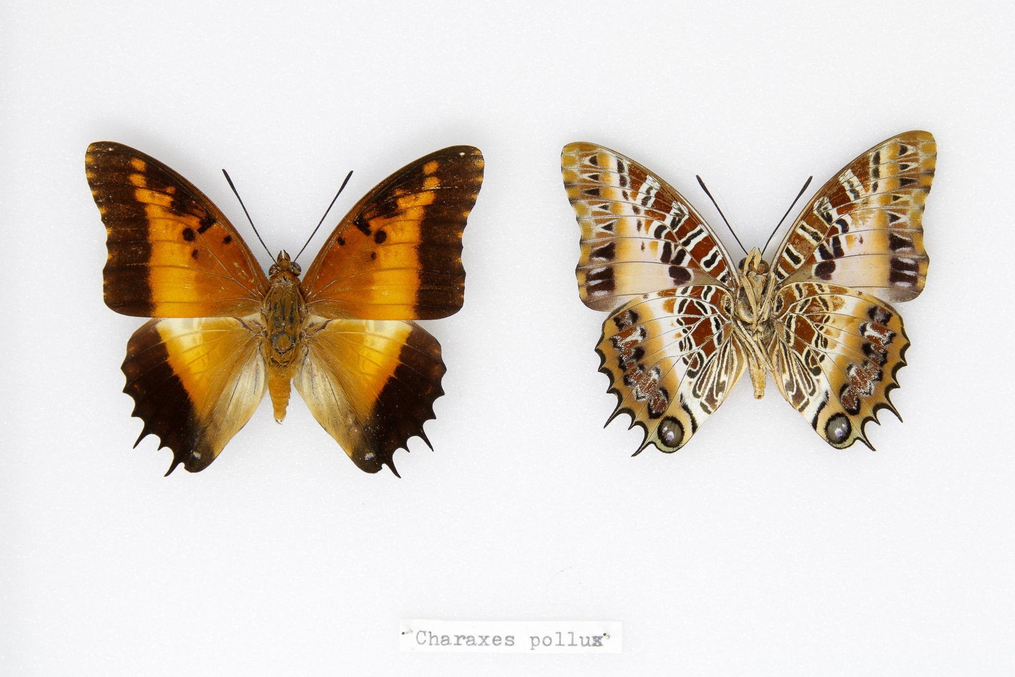Vintage Butterfly Collection | Pinned Entomology Lepidoptera Specimens | Presented in a Museum Display Case | 12x9x2 inch