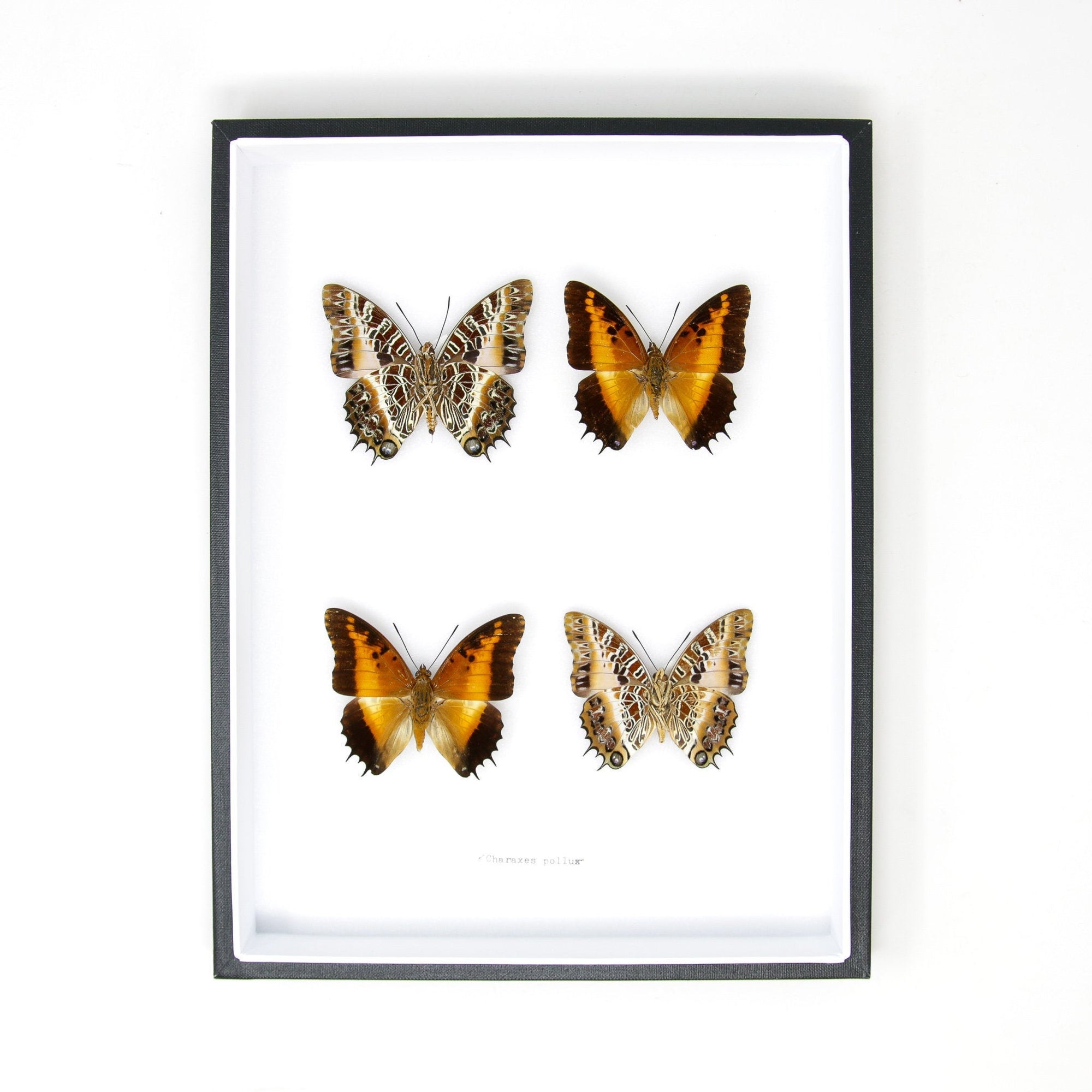 Vintage Butterfly Collection | Pinned Entomology Lepidoptera Specimens | Presented in a Museum Display Case | 12x9x2 inch