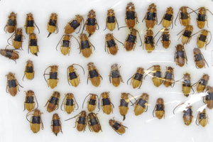 Insect Specimen Collection, Laos 2021 (Southeast Asia) Set #501