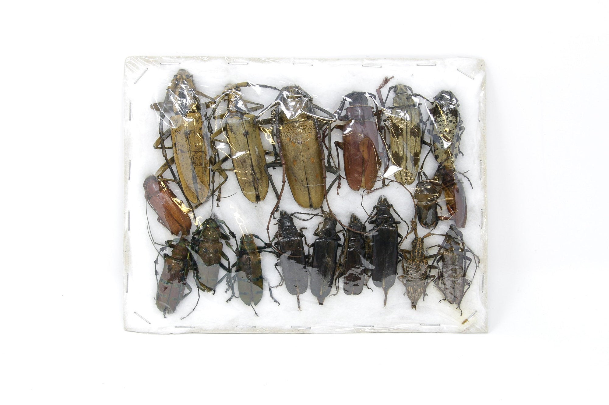 Insect Specimen Collection, Laos 2021 (Southeast Asia) Set #518