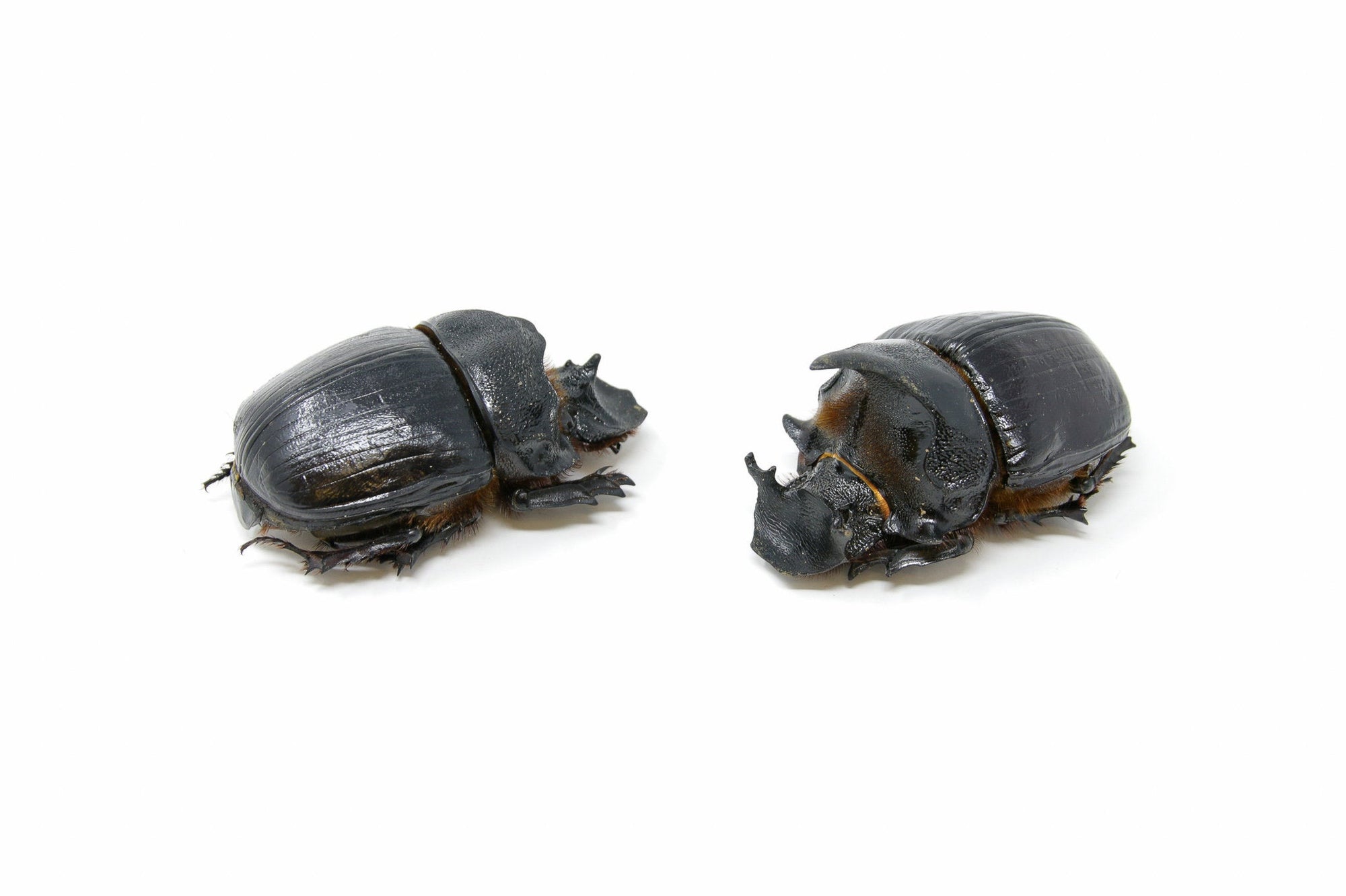 Pair of Giant Elephant Dung Beetles (2) | Heliocopris dominus A1, Thailand | Entomology Specimens, SCARABS