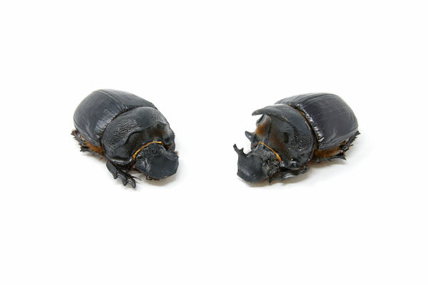 Etiopia Helicopris densissa 35mm エチオピア産 Heliocopris densissa
