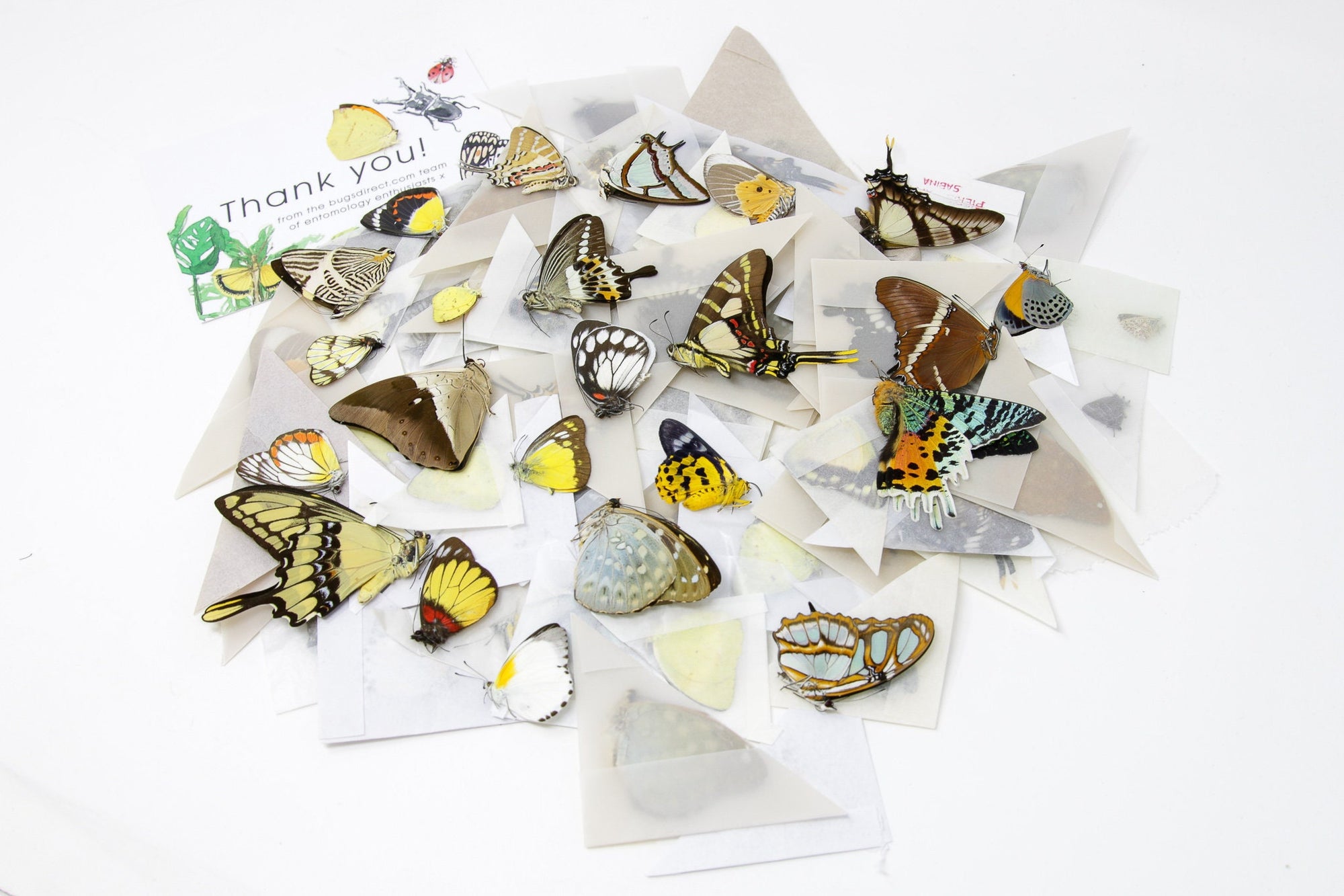 10 Mixed Lot of Real Colorful Butterflies, Unmounted Papered Specimens, Excellent Condition