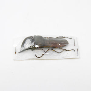 1 x Cyclommatus speciosus 40-50mm | Malaita Is. Solomons Is. 05.2005 | Entomology Specimen and Data