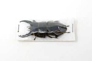 1 x Dorcus tityus 50-60mm | Thailand | Entomology Specimen and Data