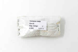 Hemorus mellyi 40-50mm | Km 45 Republic Congo 04.2002 | Homoderus mellyi, Entomology Specimen and Data
