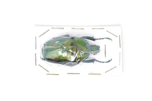 Jumnos ruckeri ruckeri 42.7mm A1 | Thailand Flower Beetle, Entomology Specimen