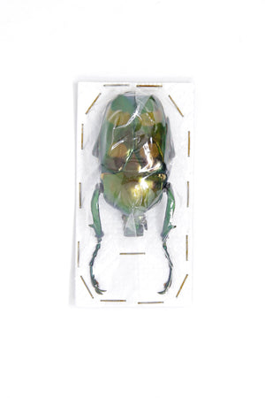 Jumnos ruckeri ruckeri 51.6mm A1 | Thailand Flower Beetle, Entomology Specimen